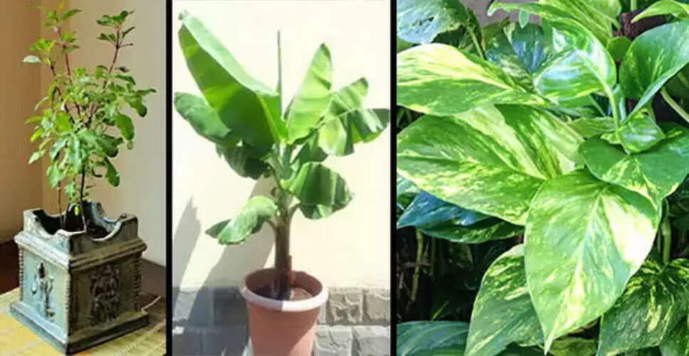 धन की वर्षा के लिए घर में लगाएं ये पौधे
