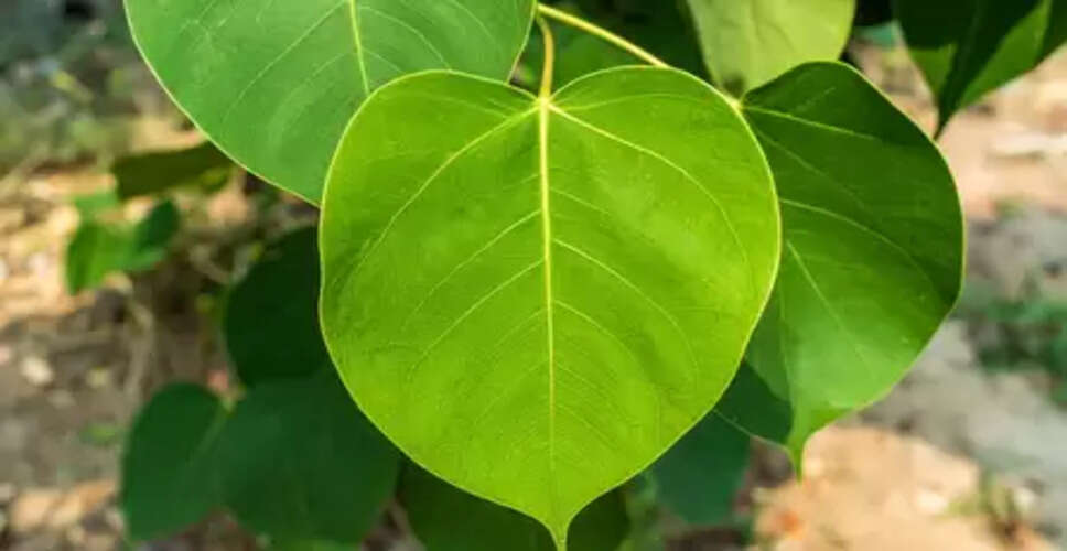 विश्व पर्यावरण दिवस : पृथ्वी के रक्षक तो इंसान के खास मित्र हैं पीपल समेत ये पांच वृक्ष