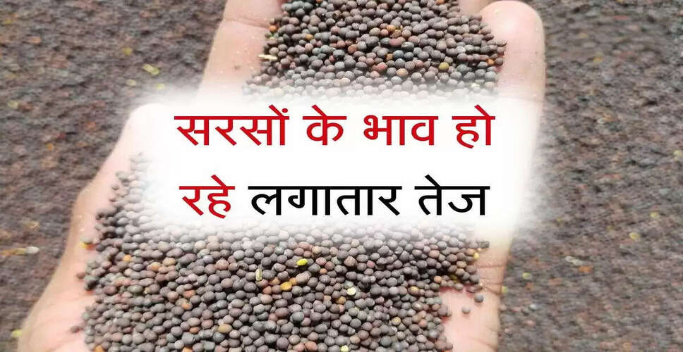 सरसों के भाव में तेजी: मंडियों में बढ़ते दाम