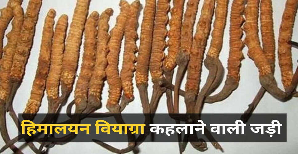 हिमालयन वियाग्रा: कीड़ा जड़ी की अद्भुत ताकत और कीमत