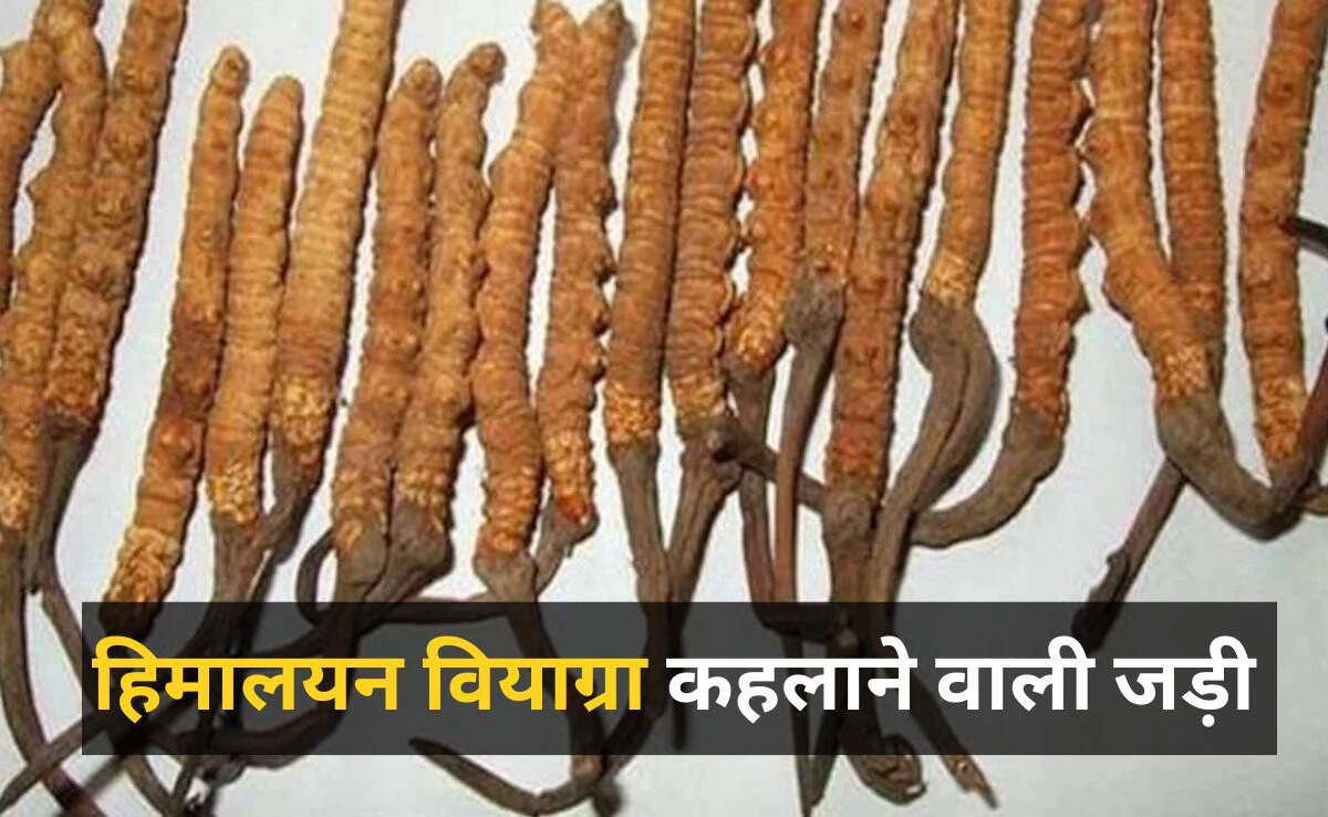 हिमालयन वियाग्रा: कीड़ा जड़ी की अद्भुत ताकत और कीमत