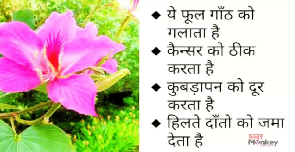 कचनार (Mountain Ebony) के अद्भुत स्वास्थ्य लाभ