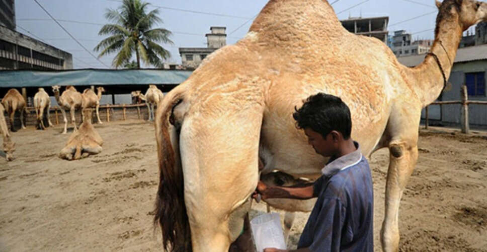 ऊंटनी के दूध के अद्भुत स्वास्थ्य लाभ: जानें कैसे यह बीमारियों से लड़ने में मदद करता है