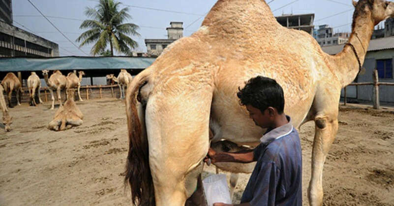 ऊंटनी के दूध के अद्भुत स्वास्थ्य लाभ: जानें कैसे यह बीमारियों से लड़ने में मदद करता है