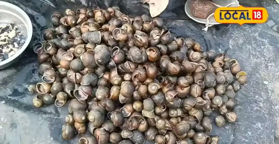 घोंघे का मांस: स्वास्थ्य के लिए फायदेमंद और औषधीय गुणों से भरपूर