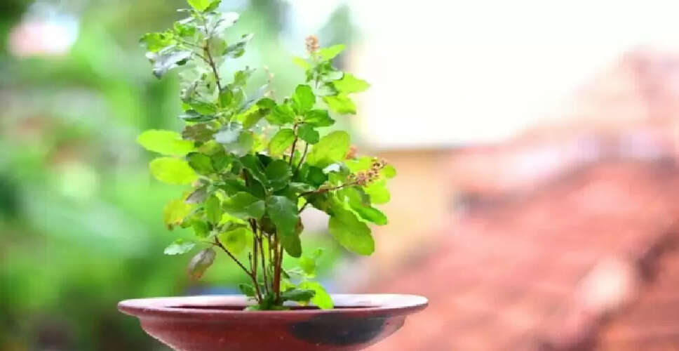 तुलसी के पौधे की देखभाल के सरल उपाय