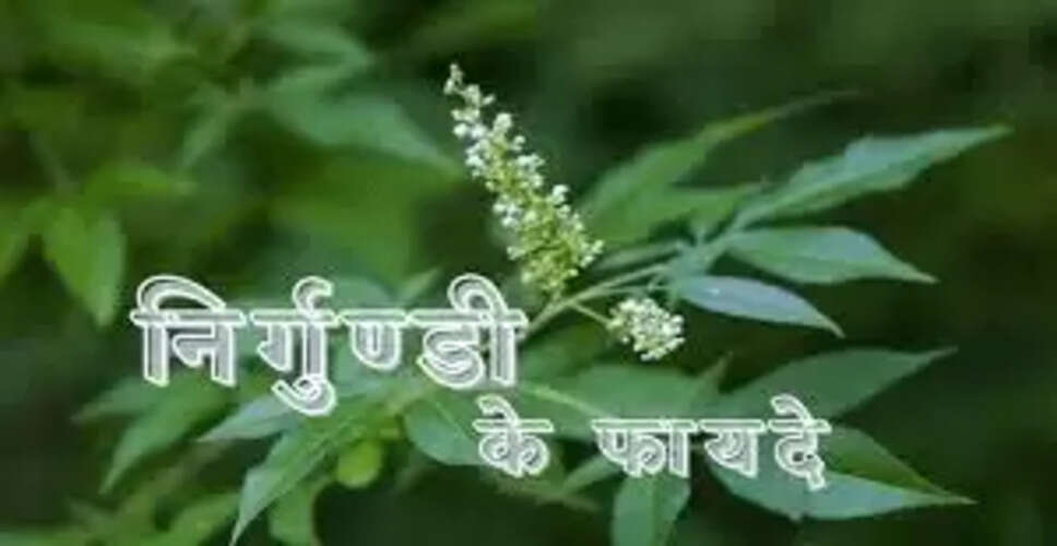 निर्गुन्डी: 101 रोगों का प्राकृतिक उपचार
