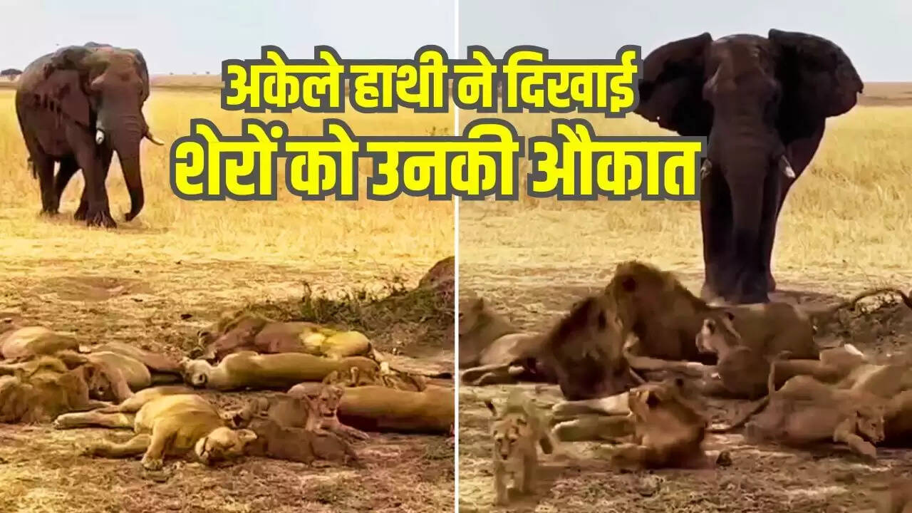 हाथी ने शेरों को दिखाया असली जंगल का राज, वायरल वीडियो में मचाई धूम