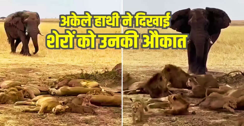 हाथी ने शेरों को दिखाया असली जंगल का राज, वायरल वीडियो में मचाई धूम