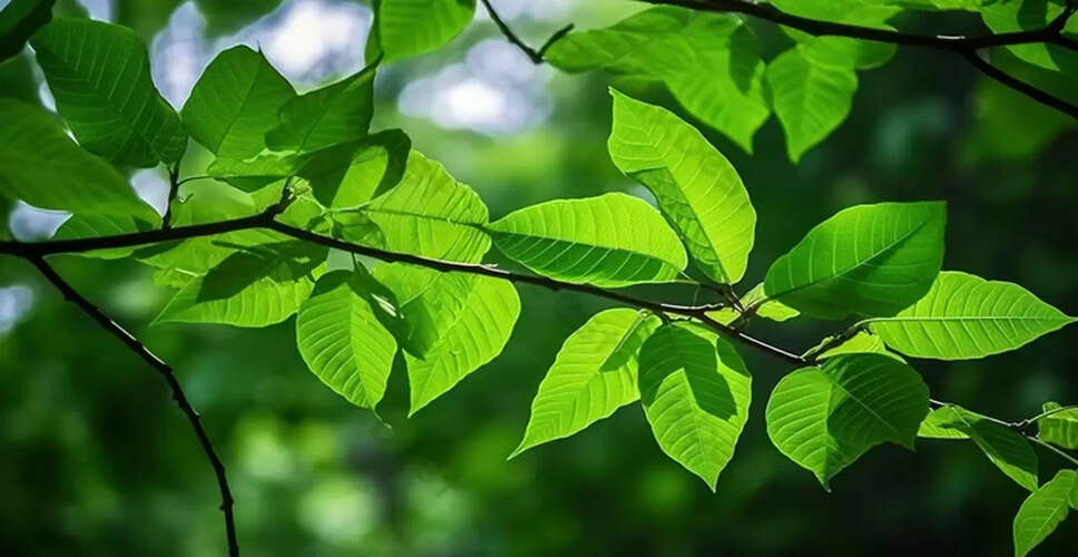 बरगद की पत्तियों के अद्भुत स्वास्थ्य लाभ और उपयोग