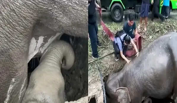 हाथी मां का अद्भुत प्रेम: बच्चे की जान बचाने की कोशिश में चमत्कार