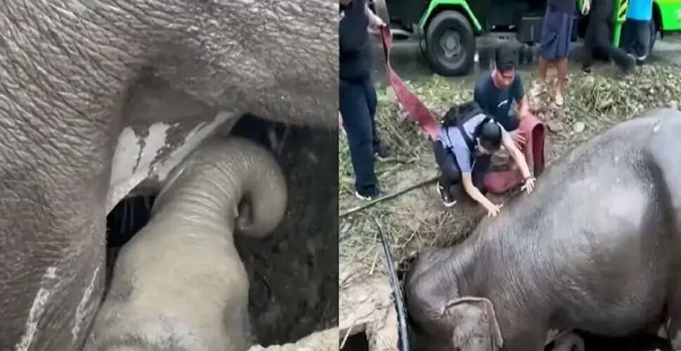 हाथी मां का अद्भुत प्रेम: बच्चे की जान बचाने की कोशिश में जान गंवाने की कहानी