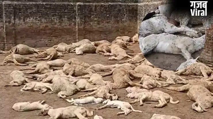 सहारनपुर में आवारा कुत्तों का हमला, 110 भेड़ों की हुई मौत
