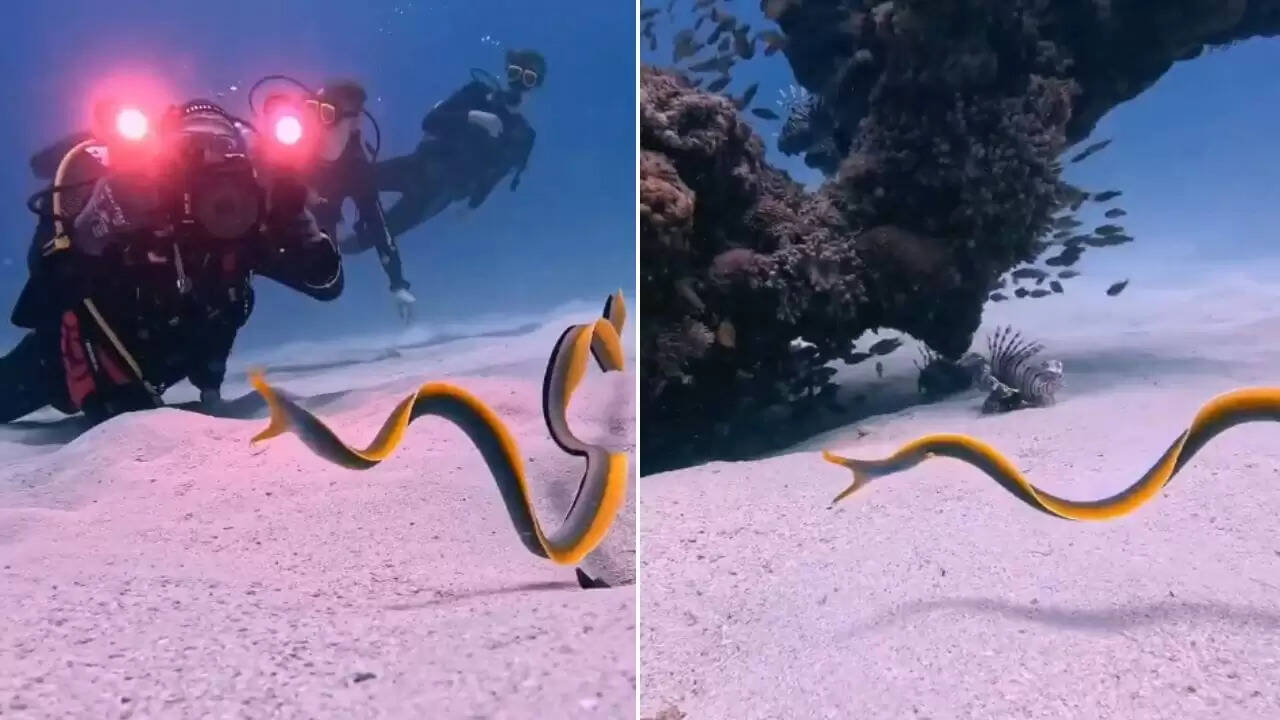 समुद्र का रहस्यमयी रिबन ईल: रंग और लिंग बदलने वाला जीव