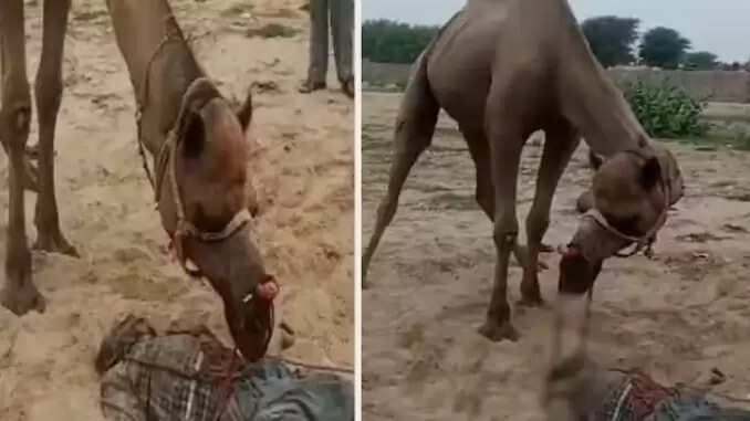 राजस्थान में ऊंट के हमले से किसान की दर्दनाक मौत