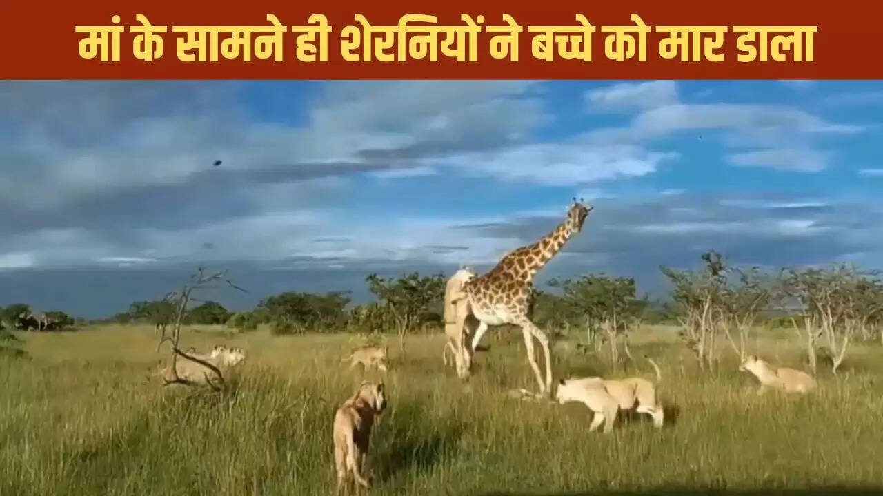 शेरनियों का जिराफ और उसके बच्चे पर हमला: वायरल वीडियो ने किया सबको हैरान