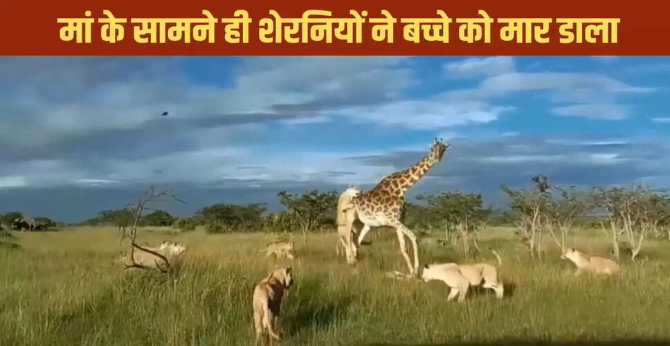 शेरनियों का जिराफ और उसके बच्चे पर हमला: वायरल वीडियो ने किया सबको हैरान