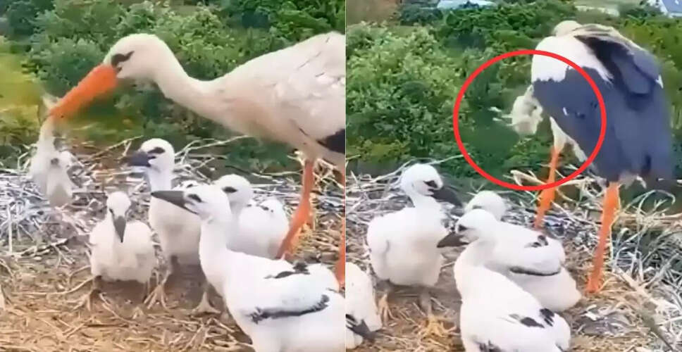 मां पक्षी का कठोर निर्णय: बच्चे को घोंसले से फेंका, वायरल वीडियो ने किया सबको हैरान