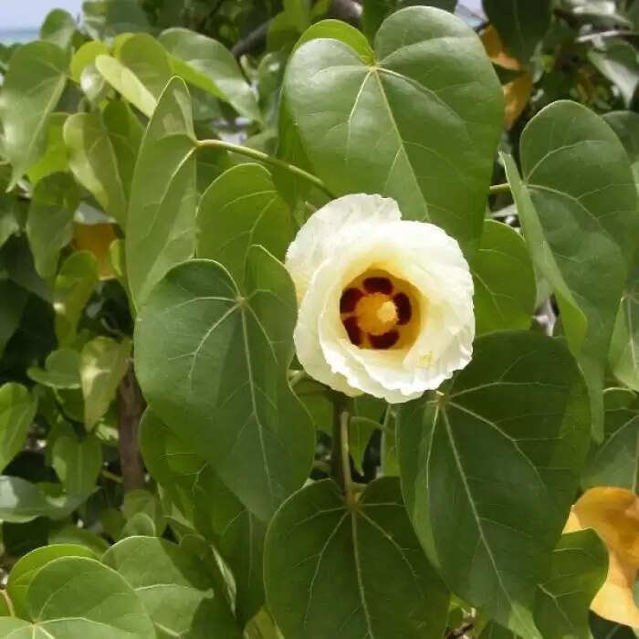 पारस पीपल: धन और समृद्धि का चमत्कारी वृक्ष