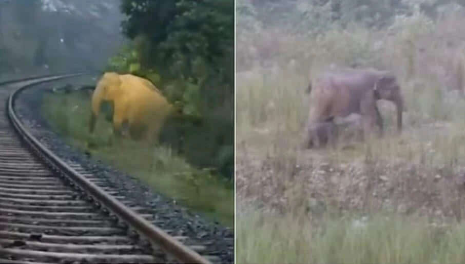 झारखंड में ट्रेन ने बचाई हथिनी और उसके नवजात का जीवन