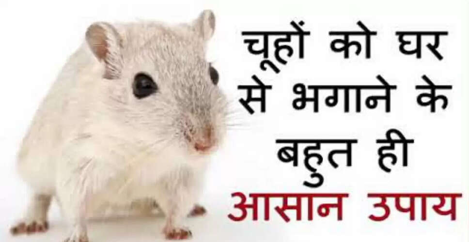 चूहों से छुटकारा पाने का अनोखा तरीका