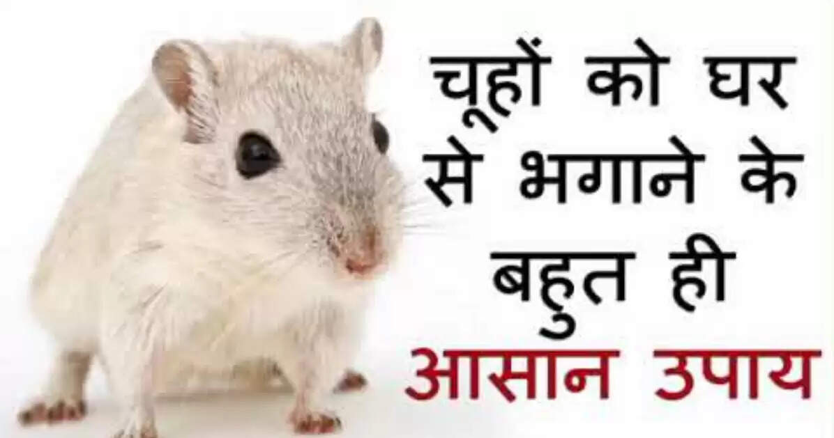 चूहों से छुटकारा पाने का अनोखा तरीका