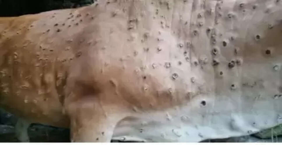लंपी रोग को लेकर अपडेट, केंद्र ने बताया 10 राज्यों के गोवंश संक्रमित, 28 करोड़ का हुआ टीकाकरण