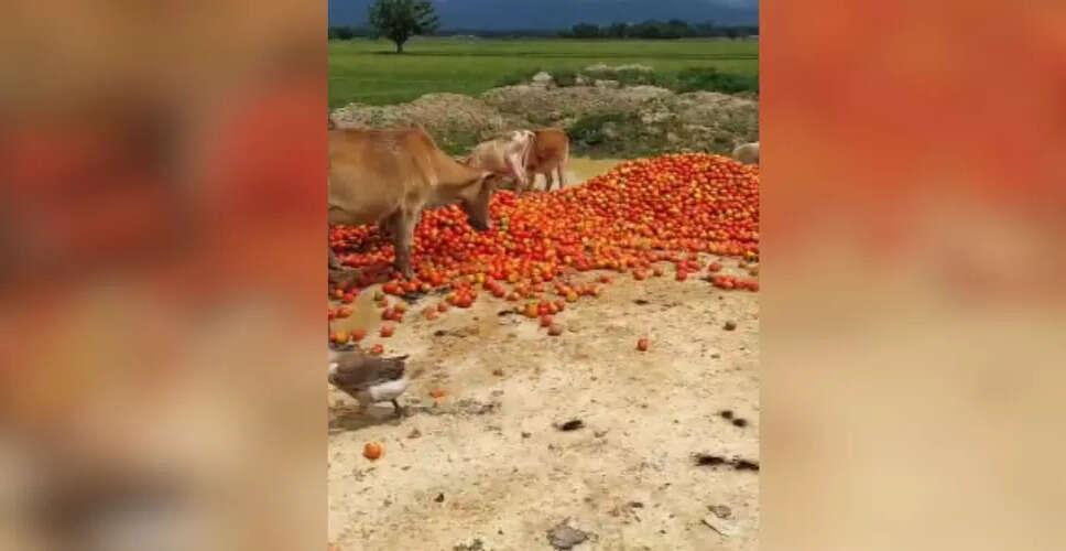 गोलाघाट के किसानों को टमाटर की कीमतों में भारी गिरावट का सामना