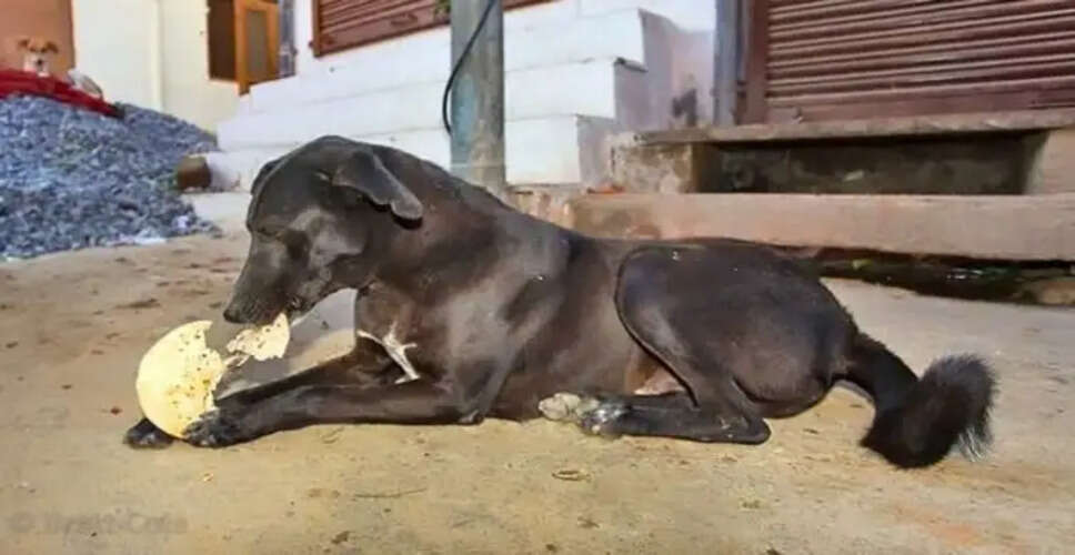 रोटी के उपाय से समस्याओं का समाधान