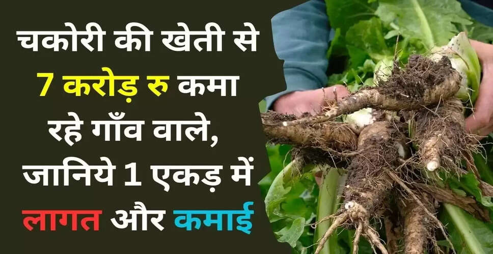 चकोरी की खेती: किसानों के लिए लाभकारी विकल्प