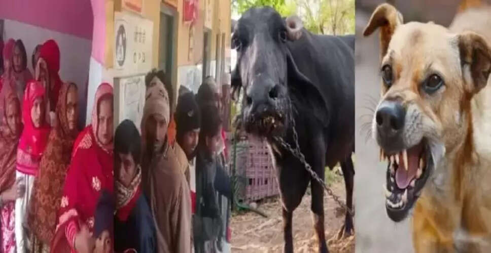 भैंस की मौत से गांव में फैला रेबीज का डर, सैकड़ों लोग पहुंचे अस्पताल