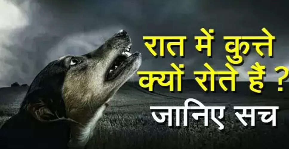 कुत्तों के रोने के पीछे का रहस्य: क्या वे भूत देख सकते हैं?