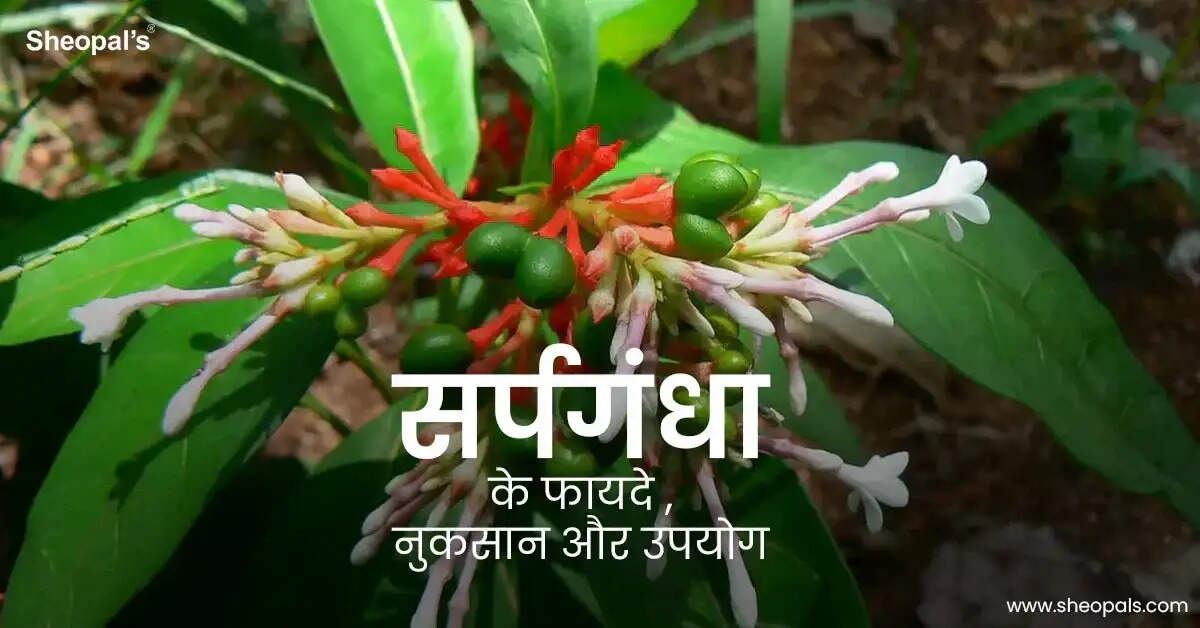 सर्पगंधा: औषधीय गुणों से भरपूर वनस्पति