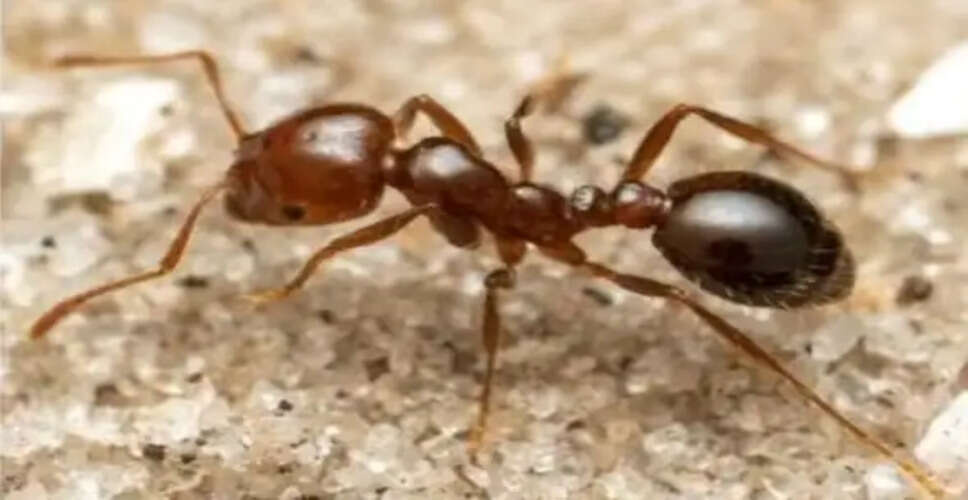 ब्रिटेन में लाल अग्नि चींटियों का खतरा: वैज्ञानिकों की चेतावनी