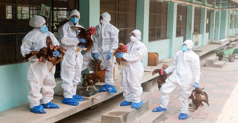 छत्तीसगढ़ में बर्ड फ्लू का प्रकोप: प्रशासन ने उठाए सख्त कदम