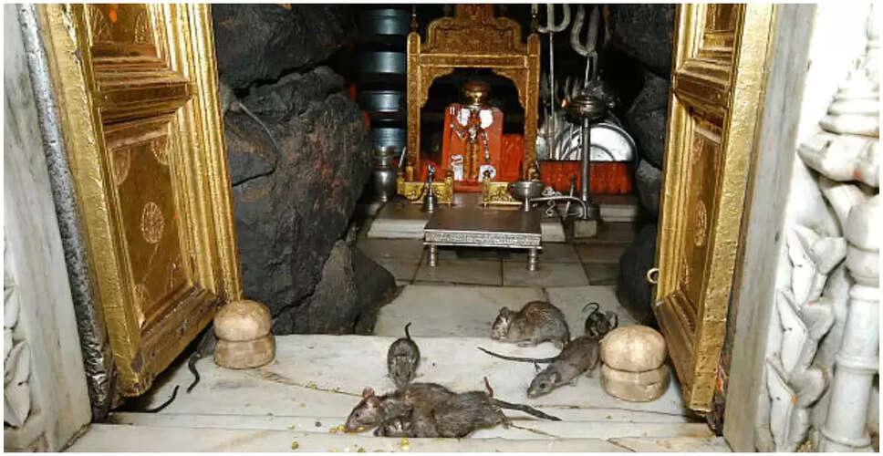 राजस्थान का अनोखा करणी माता मंदिर: जहां चूहों की पूजा होती है