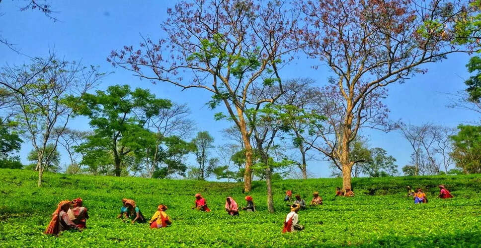 त्रिपुरा में चाय उद्योग में बड़ा बदलाव: उत्पादन में वृद्धि