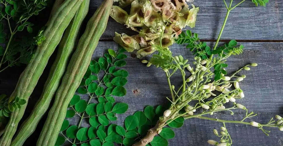मोरिंगा के सेवन के 5 संभावित नुकसान: जानें सावधानियां