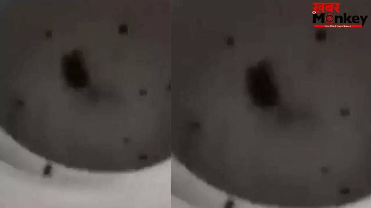 सोशल मीडिया पर वायरल हुआ चूहे का वीडियो, लोगों की मिली-जुली प्रतिक्रियाएं