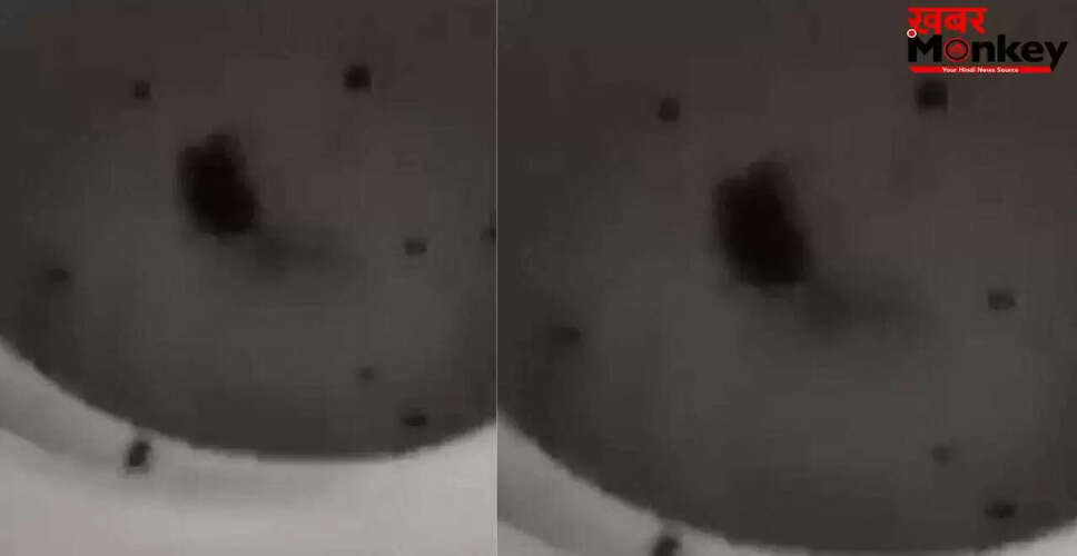 सोशल मीडिया पर वायरल हुआ चूहे का वीडियो, लोगों की मिली-जुली प्रतिक्रियाएं