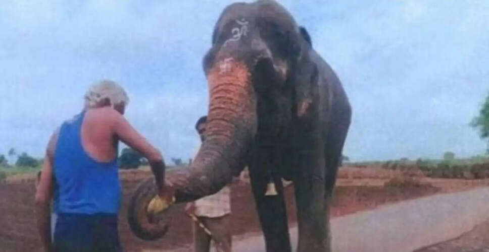 बॉम्बे हाई कोर्ट ने महादेवी हाथी के स्थानांतरण को मंजूरी दी