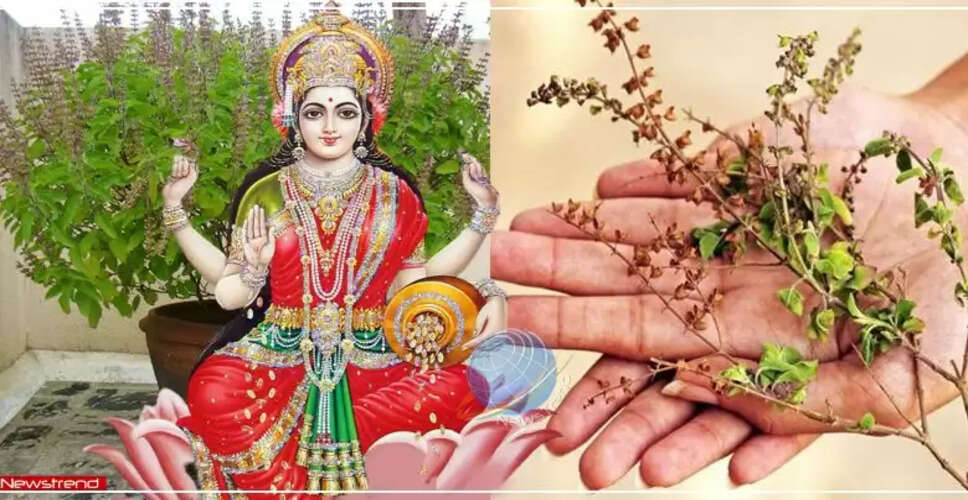 तुलसी के पौधे का महत्व और सूखने के संकेत