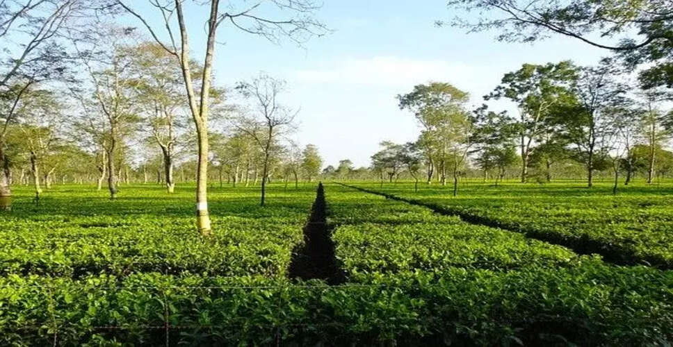 असम के अनदेखे खजाने: यात्रा के लिए 10 अद्भुत स्थल