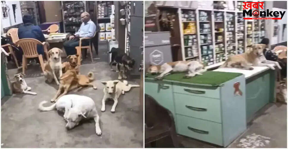 दुकानदार की दया: गर्मी में आवारा कुत्तों को मिली राहत