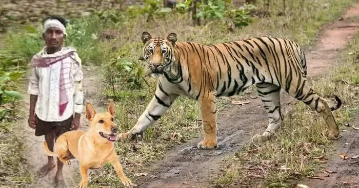 पालतू कुत्ते ने मालिक की जान बचाई: बाघ के हमले से रक्षा