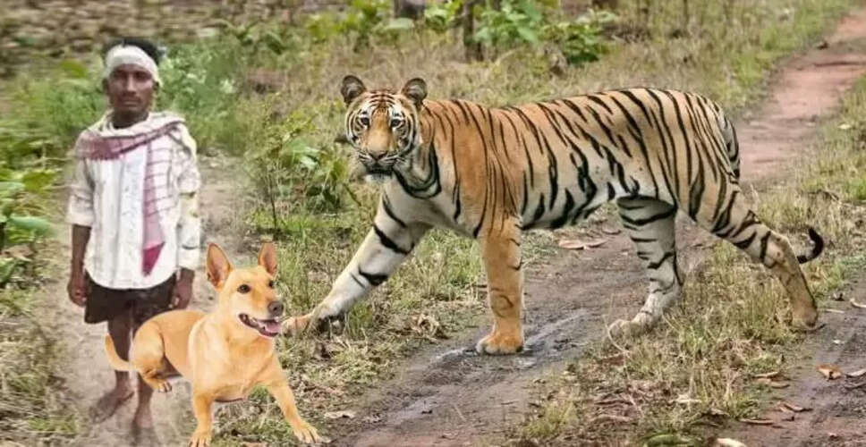 पालतू कुत्ते ने मालिक की जान बचाई: बाघ के हमले से रक्षा