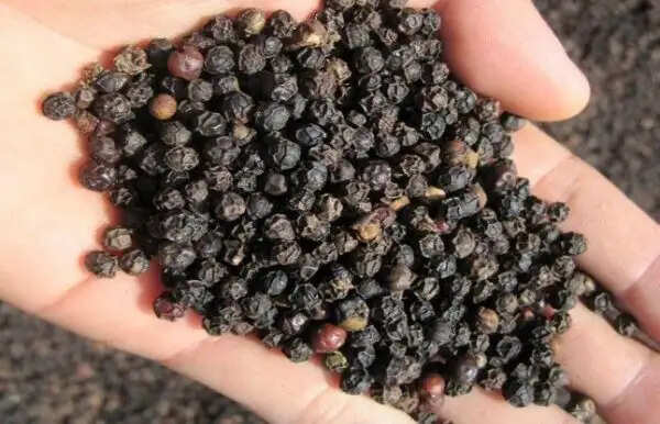 सर्दियों में काली मिर्च के सेवन के अद्भुत लाभ