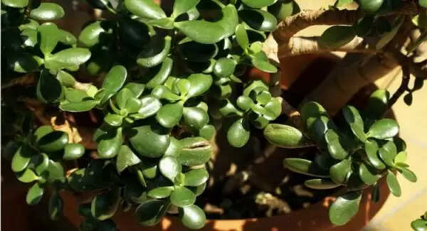 क्रासुला पौधा: धन आकर्षित करने का अद्भुत उपाय