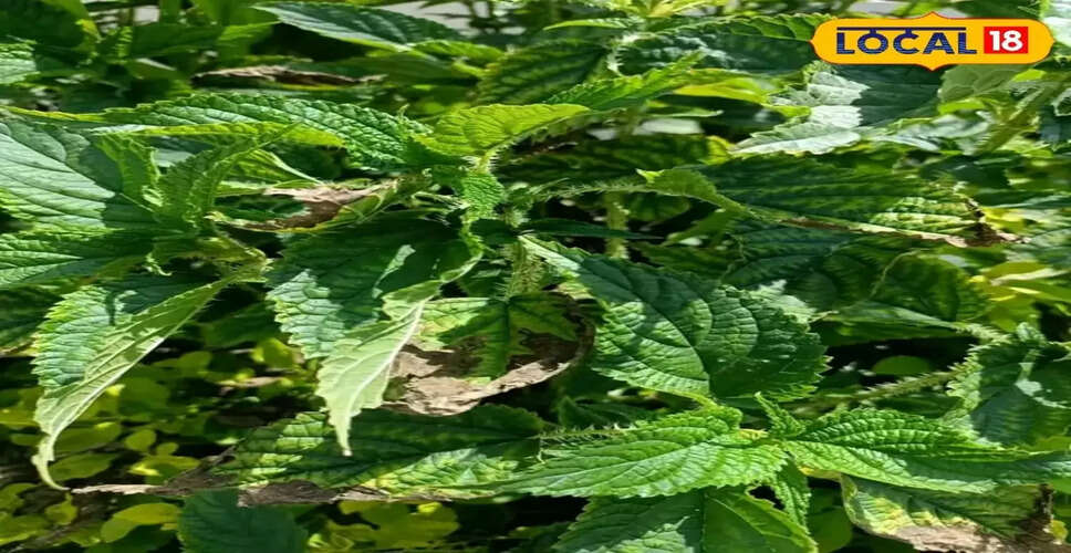 कंडाली: औषधीय गुणों से भरपूर एक अनोखा पौधा
