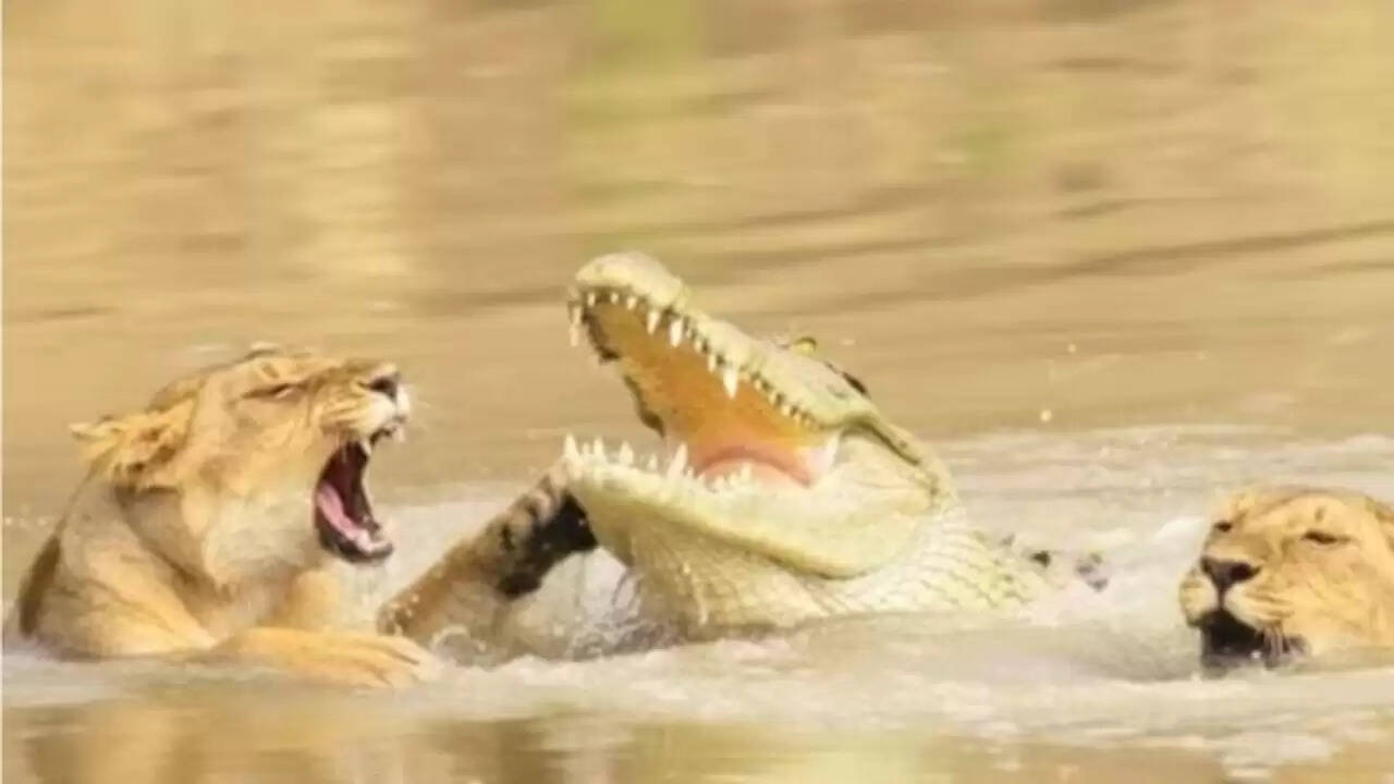 शेरनी और मगरमच्छ की खतरनाक मुठभेड़: एक साहसी मां की कहानी